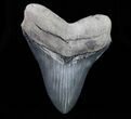 Beautiful, Megalodon Tooth - Great Serrations #72823-1